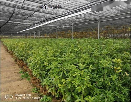 福建省林業局強化省級保障性苗圃建設 助力林木育苗高質量發展