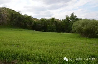 阿巴嘎旗 媒體探訪沙地生態(tài)治理成果，育苗造林守護(hù)綠色希望